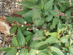 Persicaria posumbu