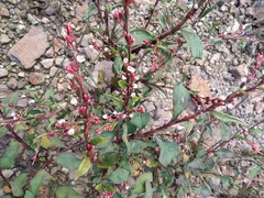 Persicaria posumbu