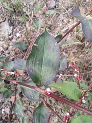 Persicaria posumbu