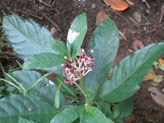 Rauvolfia serpentina