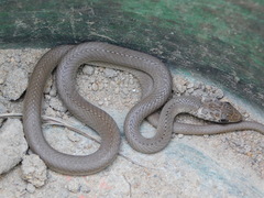 Psammophis mossambicus