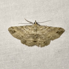 Scioglyptis lithenopa