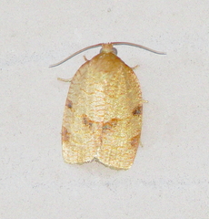 Choristoneura obsoletana