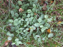 Trifolium pratense
