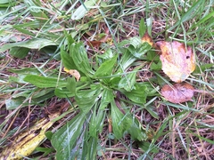Plantago lanceolata