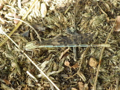 Argia emma