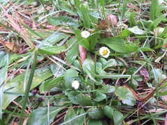 Bellis perennis