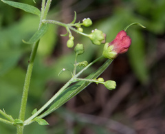 Scrophularia parviflora