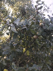Quercus incana
