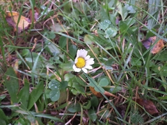 Bellis perennis