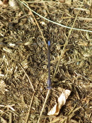 Argia emma