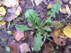 Taraxacum officinale