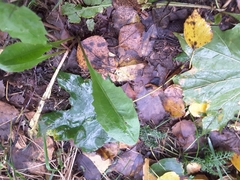 Taraxacum officinale