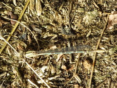 Argia emma