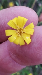 Croptilon rigidifolium