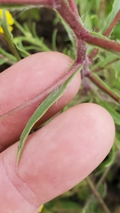 Croptilon rigidifolium