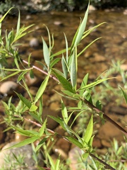 Salix mucronata mucronata