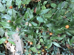 Danae racemosa