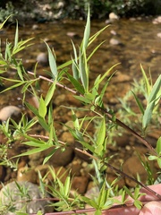 Salix mucronata mucronata