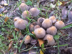 Coprinellus micaceus