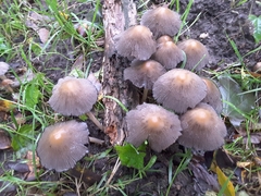 Coprinellus micaceus