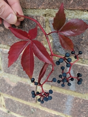 Parthenocissus