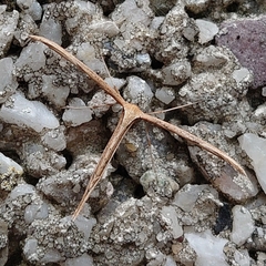 Emmelina monodactyla