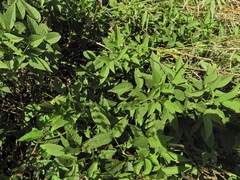 Orbexilum onobrychis