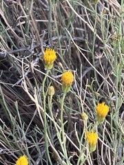 Porophyllum scoparium