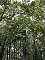 Acer platanoides