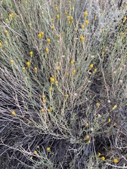 Porophyllum scoparium