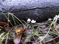Schizophyllum commune