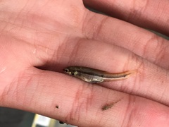 Pimephales notatus