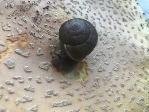 White-lip Globe Snail, First Landing State Park, Virginia Beach, VA, US, photo 8 of 10