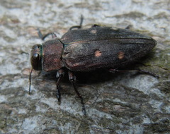 Chrysobothris affinis