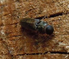 Isorhipis melasoides