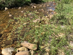 Salix mucronata mucronata