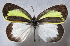 Eurema daira eugenia