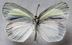 Eurema daira eugenia