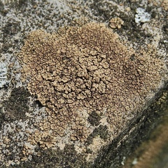 Willeya diffractella