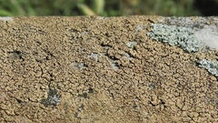 Willeya diffractella