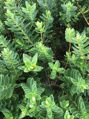 Wikstroemia