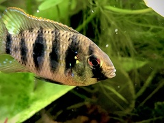 African Butterfly Cichlid photo 4