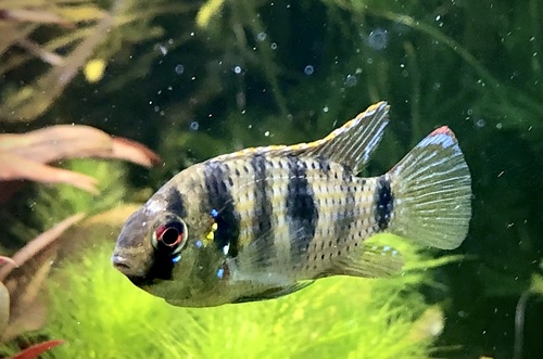 African butterfly cichlid (Anomalochromis thomasi) — Cichlidae — 3