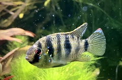 African Butterfly Cichlid photo 3