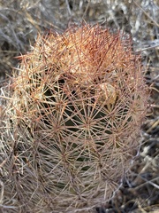 Echinomastus intertextus dasyacanthus