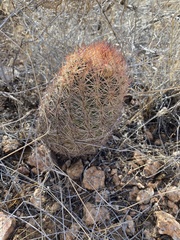 Echinomastus intertextus dasyacanthus