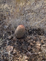 Echinomastus intertextus dasyacanthus