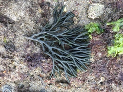 Codium tomentosum