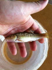 Nocomis leptocephalus